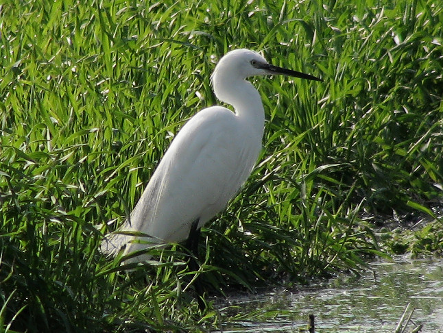 Garzetta - Egretta garzetta